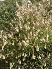 Colutea arborescens