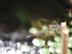 Ischnura