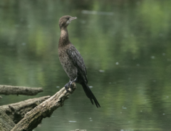 Microcarbo pygmaeus