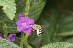 Zonamegilla