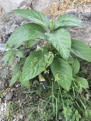Cyperus surinamensis