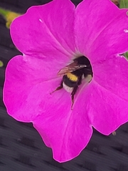 Bombus terrestris