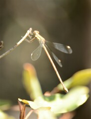 Lestes virgatus