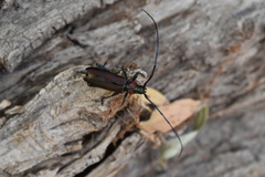Aromia moschata ambrosiaca