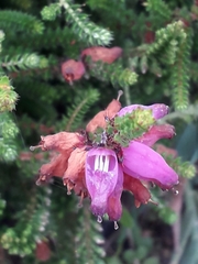 Erica ciliaris