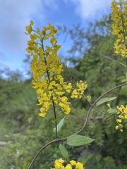 Galphimia glauca