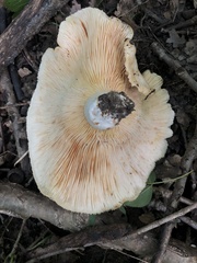 Lactarius psammicola