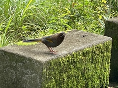 Trochalopteron morrisonianum