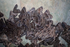 Mormo maura