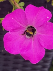 Bombus terrestris