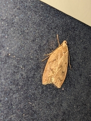 Machimia tentoriferella