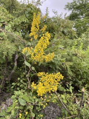 Galphimia glauca