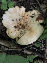 Lactarius psammicola