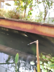 Ischnura