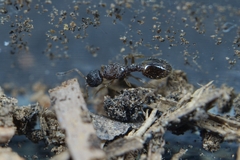 Temnothorax michali