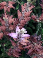 Erica ciliaris