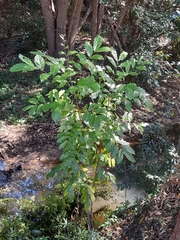 Coffea arabica