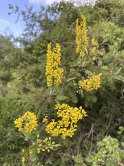 Galphimia glauca