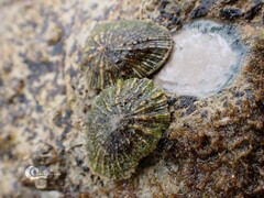 Siphonaria pectinata