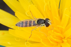 Sphaerophoria scripta