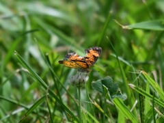 Phyciodes