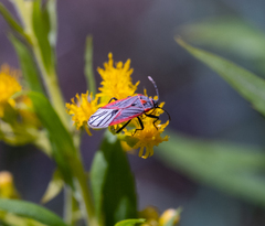 Melacoryphus nigrinervis