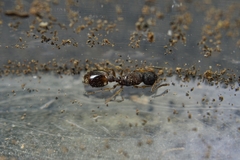 Temnothorax michali