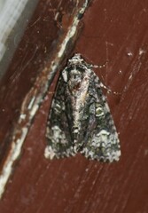 Craniophora ligustri