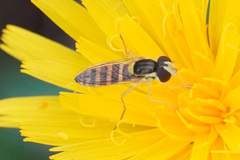 Sphaerophoria scripta
