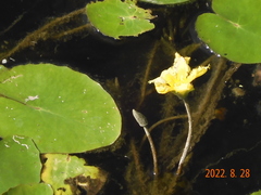 Nymphoides peltata