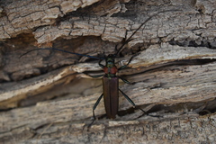 Aromia moschata ambrosiaca