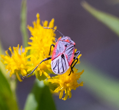 Melacoryphus nigrinervis