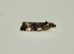 Endothenia