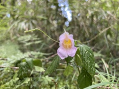 Impatiens uniflora