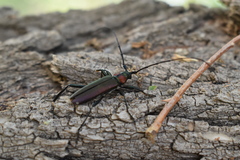 Aromia moschata ambrosiaca