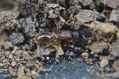 Temnothorax michali