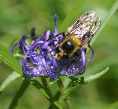 Volucella bombylans