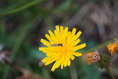 Sphaerophoria scripta