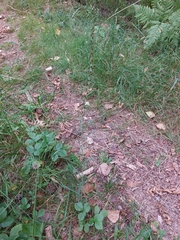 Omalotheca sylvatica