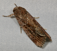 Spodoptera frugiperda