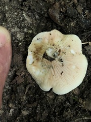 Russula compacta