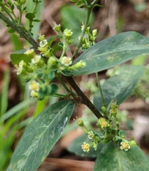 Euphorbia pubentissima