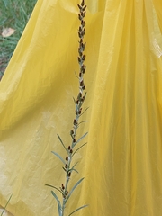 Omalotheca sylvatica