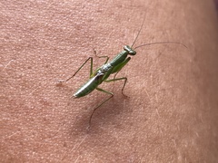 Odontomantis