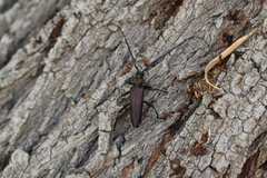 Aromia moschata ambrosiaca