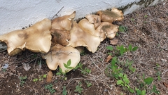 Macrocybe titans