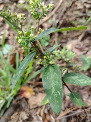 Euphorbia pubentissima