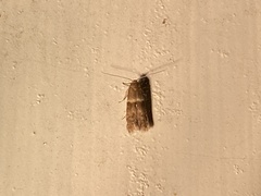 Pigritia