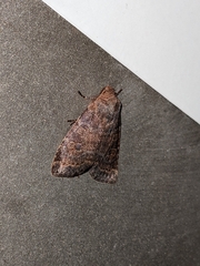 Orthodes cynica