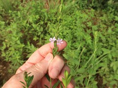 Lythrum alatum lanceolatum